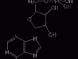 Adenosine-5'-monophosphate structural formula