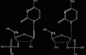 uridylic acid structural formula